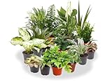 PACK 10 PLANTAS DE INTERIOR VARIADAS NATURALES M9 DIFERENTES VARIEDADES PACK AHORRO