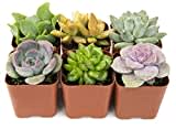 Plantas suculentas (paquete de 20) totalmente raídas en macetas con tierra | Suculentas en maceta real/decoración de cactus interior única por Plants for Pets (juego de 5)