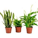 Plantas Purificadoras del Aire: Sansevieria + Helecho + Lirio de la Paz