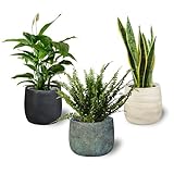 Pack 3 Plantas Naturales Interior Purificadoras del Aire: Sanseviera + Helecho de Boston + Lirio de Paz, Ø12-13 cm, Alto 30-50 cm,Decoración del Hogar (No incluye Maceta de ceramica)